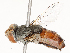  ( - CBG-A51940-G06)  @11 [ ] CreativeCommons - Attribution Share - Alike (2024) CBG Photography Group Centre for Biodiversity Genomics