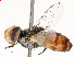  ( - CBG-A51940-G07)  @11 [ ] CreativeCommons - Attribution Share - Alike (2024) CBG Photography Group Centre for Biodiversity Genomics