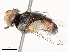  ( - CBG-A51940-G08)  @11 [ ] CreativeCommons - Attribution Share - Alike (2024) CBG Photography Group Centre for Biodiversity Genomics