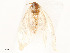  ( - CBG-A51942-G09)  @11 [ ] CreativeCommons - Attribution Share - Alike (2024) CBG Photography Group Centre for Biodiversity Genomics