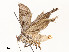  ( - CBG-A51942-G12)  @11 [ ] CreativeCommons - Attribution Share - Alike (2024) CBG Photography Group Centre for Biodiversity Genomics