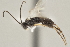  ( - DHJPAR0001591)  @13 [ ] CreativeCommons - Attribution Non-Commercial Share-Alike (2015) Jose L. Fernandez-Triana Canadian National Collection