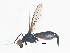  (Scipopus diversus - BIOUG01561-A08)  @13 [ ] CreativeCommons - Attribution (2013) CBG Photography Group Centre for Biodiversity Genomics