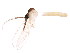  (Psychodopygus squamiventris - BIOUG01861-A05)  @11 [ ] CreativeCommons - Attribution (2012) CBG Photography Group Centre for Biodiversity Genomics