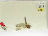  ( - INB0003578144)  @11 [ ] Copyright (2012) B. Haber Instituto Nacional de Biodiversidad