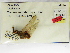  ( - INB0003578377)  @11 [ ] Copyright (2012) B. Haber Instituto Nacional de Biodiversidad