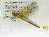  (Coryphaeschna apeora - INB0003658168)  @11 [ ] Copyright (2012) B. Haber Instituto Nacional de Biodiversidad
