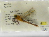 (Anax concolor - INB0004315526)  @11 [ ] Copyright (2012) B. Haber Instituto Nacional de Biodiversidad