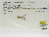  (Telebasis levis - INB0004315625)  @12 [ ] Copyright (2012) B. Haber Instituto Nacional de Biodiversidad
