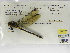 ( - INB0004315964)  @11 [ ] Copyright (2012) B. Haber Instituto Nacional de Biodiversidad