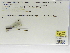  (Palaemnema sp. Manzanillo - INB0004316284)  @12 [ ] Copyright (2012) B. Haber Instituto Nacional de Biodiversidad