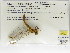  (Orthemis aequilibris - INB0004316367)  @12 [ ] Copyright (2012) B. Haber Instituto Nacional de Biodiversidad
