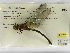  (Coryphaeschna viriditas - INB0004316377)  @11 [ ] Copyright (2012) B. Haber Instituto Nacional de Biodiversidad