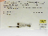  (Palaemnema paulirica - INB0004316563)  @12 [ ] Copyright (2012) B. Haber Instituto Nacional de Biodiversidad
