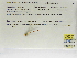  (Telebasis salva - INB0004316620)  @11 [ ] Copyright (2012) B. Haber Instituto Nacional de Biodiversidad