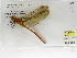  (Coryphaeschna diapyra - INB0004318612)  @13 [ ] Copyright (2012) B. Haber Instituto Nacional de Biodiversidad