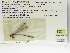  (Palaemnema sp. Tolomuco - INB0004318748)  @11 [ ] Copyright (2012) B. Haber Instituto Nacional de Biodiversidad