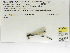  (Palaemnema sp. Vargas - INB0004318751)  @12 [ ] Copyright (2012) B. Haber Instituto Nacional de Biodiversidad