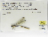  (Heteragrion majus - INB0004318952)  @12 [ ] Copyright (2012) B. Haber Instituto Nacional de Biodiversidad