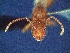  (Dolichoderus cf. rufescens - MEKOU_115458)  @11 [ ] CreativeCommons - Attribution Non-Commercial Share-Alike (2011) David Donoso University of Oklahoma