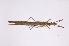  (Metriophasma iphicles - INB0004296083)  @13 [ ] Copyright (2012) I. Cruz Instituto Nacional de Biodiversidad