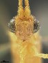  (Stantonia Braet01 aff baiteta - USNM00206382)  @11 [ ] Unspecified (default): All Rights Reserved  Unspecified Unspecified