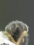  ( - USNM ENT 00497327)  @12 [ ] Unspecified (default): All Rights Reserved  Unspecified Unspecified