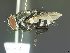  (Argyrophylax Shima01 - USNM ENT 00504054)  @14 [ ] Unspecified (default): All Rights Reserved  Unspecified Unspecified