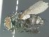  (Argyrophylax Shima04 - USNM00504221)  @14 [ ] Unspecified (default): All Rights Reserved  Unspecified Unspecified