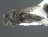  (Medinodexia Shima01 n. sp - USNM00505049)  @11 [ ] Unspecified (default): All Rights Reserved  Unspecified Unspecified