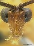  (Cremnops Sharkey01 - USNM00205910)  @11 [ ] Unspecified (default): All Rights Reserved  Unspecified Unspecified