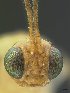  (Meteoridea - USNM00206809)  @11 [ ] Unspecified (default): All Rights Reserved  Unspecified Unspecified