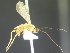  (Aleiodes Quicke01 - USNM00205792)  @11 [ ] Unspecified (default): All Rights Reserved  Unspecified Unspecified