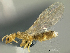  (Tapinoma sp. PK_TAPI 003 - HP0057)  @14 [ ] CreativeCommons - Attribution Non-Commercial Share-Alike (2011) Milan Janda Czech Academy of Sciences