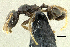  (Pheidole sp. PK_PHEI 014 - HP0082)  @14 [ ] CreativeCommons - Attribution Non-Commercial Share-Alike (2011) Milan Janda Czech Academy of Sciences