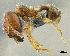 (Pheidole aff. umbonata - HP0090)  @15 [ ] CreativeCommons - Attribution Non-Commercial Share-Alike (2011) Milan Janda Czech Academy of Sciences
