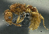 (Tetramorium validisculum sp. group PK_TETR 006 - HP0110)  @14 [ ] CreativeCommons - Attribution Non-Commercial Share-Alike (2011) Milan Janda Czech Academy of Sciences