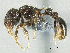  (Tetramorium validisculum sp. group PK_TETR 008 - HP0127)  @14 [ ] CreativeCommons - Attribution Non-Commercial Share-Alike (2011) Milan Janda Czech Academy of Sciences