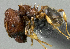 (Pheidole sp. PK_PHEI 002 - HP0138)  @14 [ ] CreativeCommons - Attribution Non-Commercial Share-Alike (2011) Milan Janda Czech Academy of Sciences