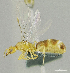  (Philidris sp. PK_PHIL 002 - HP0154)  @13 [ ] CreativeCommons - Attribution Non-Commercial Share-Alike (2011) Milan Janda Czech Academy of Sciences