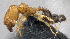  (Pheidole sp. PK_PHEI 001 - PK-EE030)  @14 [ ] CreativeCommons - Attribution Non-Commercial Share-Alike (2011) Milan Janda Czech Academy of Sciences