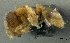 (Carebara sp. pk_care 002 - PK-EE031)  @14 [ ] CreativeCommons - Attribution Non-Commercial Share-Alike (2011) Milan Janda Czech Academy of Sciences