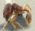  (Carebara affinis - PK-EE071)  @13 [ ] CreativeCommons - Attribution Non-Commercial Share-Alike (2011) Milan Janda Czech Academy of Sciences