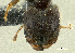  (Pheidole sp. PK_PHEI 003 - PK-EE074)  @12 [ ] CreativeCommons - Attribution Non-Commercial Share-Alike (2011) Milan Janda Czech Academy of Sciences