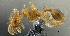  (Pheidole sp. PK_PHEI 006 - PK-EE081)  @15 [ ] CreativeCommons - Attribution Non-Commercial Share-Alike (2011) Milan Janda Czech Academy of Sciences