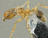  (Pheidole sp. PK_PHEI 019 - PK-EE088)  @14 [ ] CreativeCommons - Attribution Non-Commercial Share-Alike (2011) Milan Janda Czech Academy of Sciences
