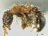  (Tetramorium cf. validisculum sp. group - PK-EE106)  @15 [ ] CreativeCommons - Attribution Non-Commercial Share-Alike (2011) Milan Janda Czech Academy of Sciences