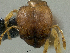  (Pheidole sp. pk_phei 027 - PK-EE114)  @12 [ ] CreativeCommons - Attribution Non-Commercial Share-Alike (2011) Milan Janda Czech Academy of Sciences