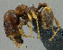  (Pheidole sp. PK_PHEI 018 - PK-EE139)  @15 [ ] CreativeCommons - Attribution Non-Commercial Share-Alike (2011) Milan Janda Czech Academy of Sciences