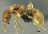  (Tetramorium sp. PK_TETR 015 - PK-EE149)  @14 [ ] CreativeCommons - Attribution Non-Commercial Share-Alike (2011) Milan Janda Czech Academy of Sciences